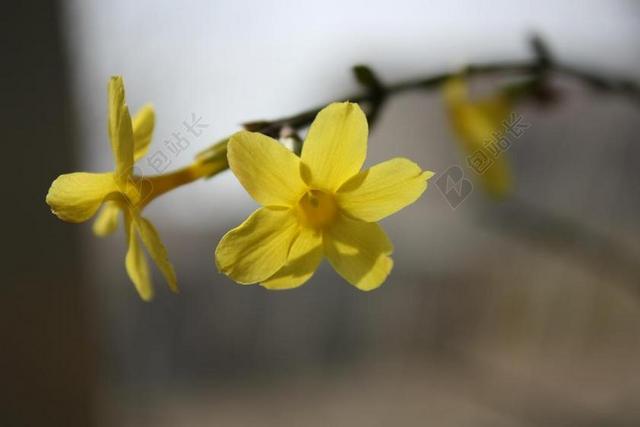 迎春花 微距 狗头
