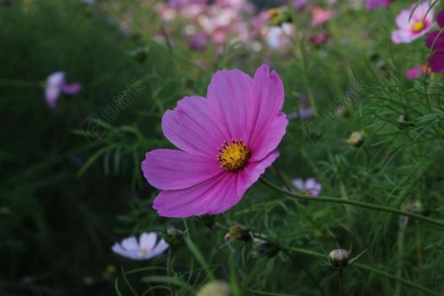 格桑花 花朵 景色 特写