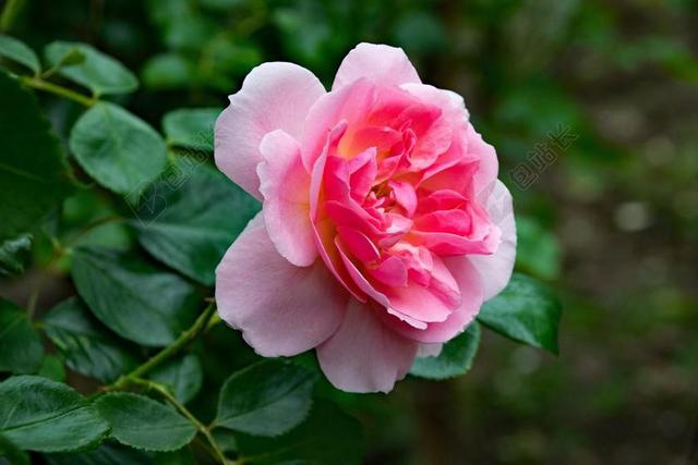 玫瑰 粉红色的云 藤本月季 鲜花 粉红色 杏 开花 性质 厂