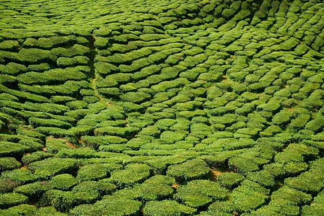 茶 场 绿色 美丽 茶园 马来西亚 和平 植物 亚洲 性质