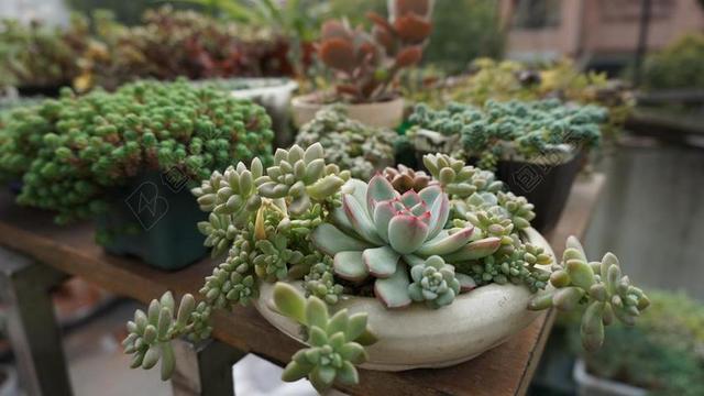 多肉植物 绿植 SUCCULENT