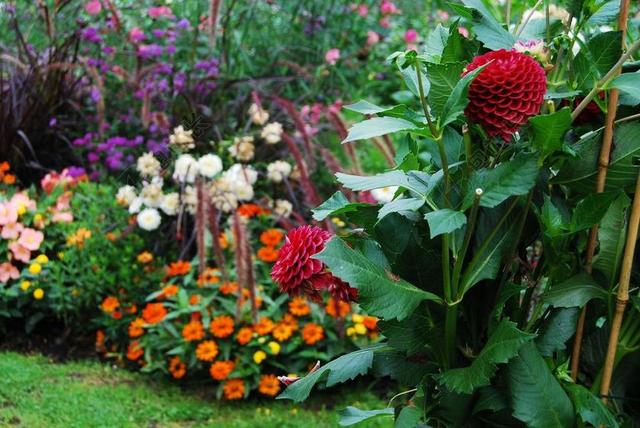 韦尔斯 萨尔茨 花园 鲜花 展览 性质 植物群 花花园 厂