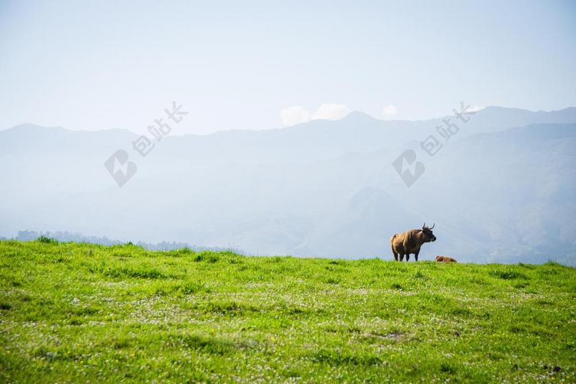 西班牙语 牛 公牛 兰斯 峰欧洲 西班牙 传统的 保留 动物