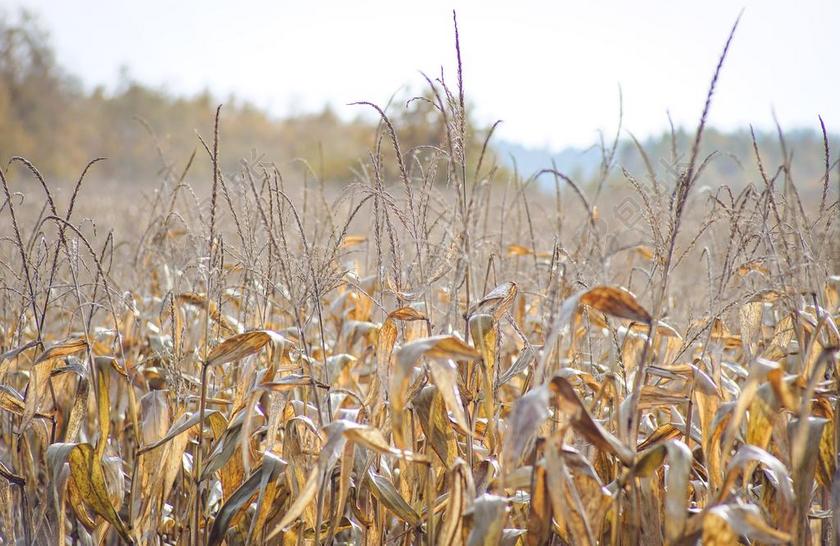 一的玉米田 玉米 干树叶 玉米的树叶 成熟 种植玉米 秋 景观