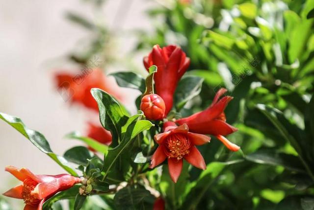 石榴 开花 水果 花 夏天 叶 枝杈 树 自然 红色