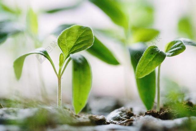 叶子 土壤 作物 自然 原野 植物 绿色