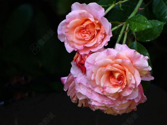 玫瑰 花 开花 粉红色 性质 玫瑰绽放 粉红色的玫瑰 夏季