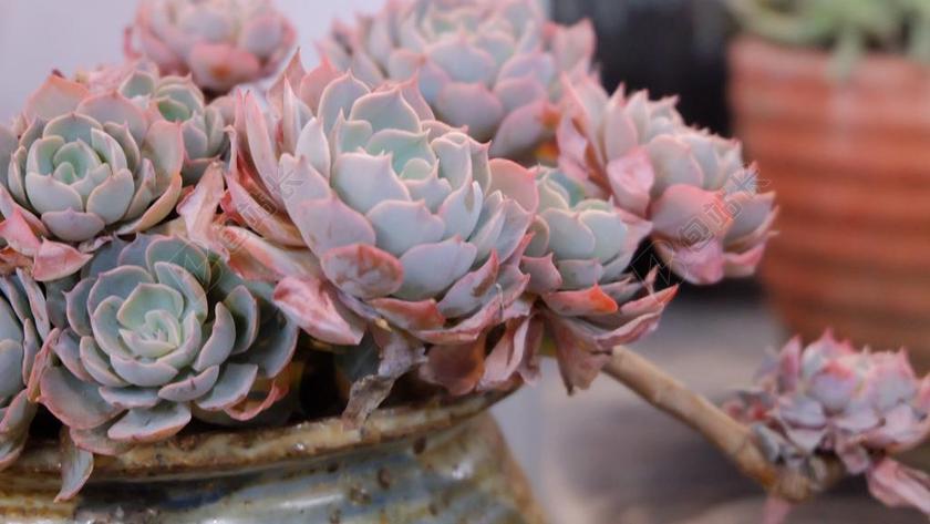 多肉 植物 盆栽