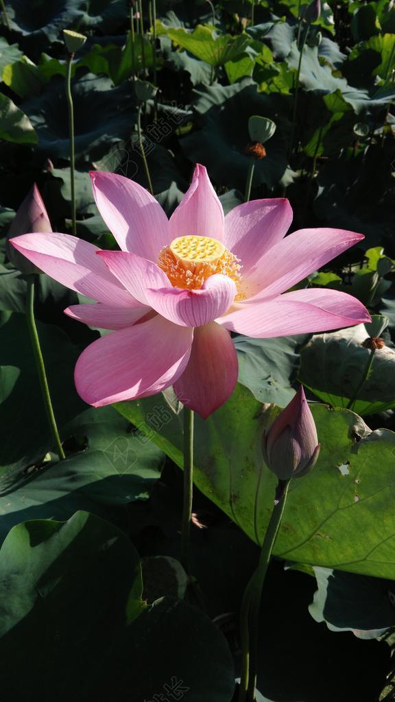 荷花 夏天 好天气