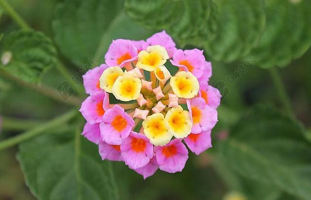 兰塔纳 双子叶植物开花 家庭的马鞭草科 部落 灌木 开花的灌木