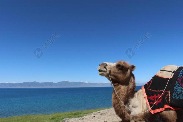 旅游清新骑骆驼背景图片