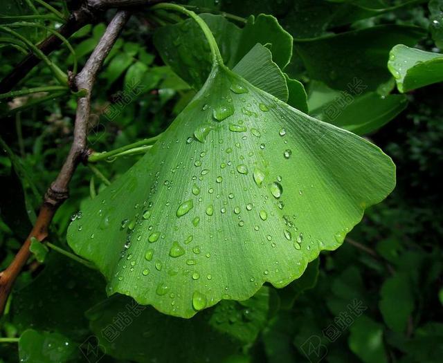 叶子 银杏叶 松树蕨类植物 绿色 雨滴 只需要加水 植物 假期