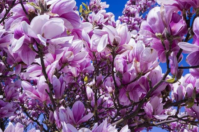 玉兰 鲜花 粉红色 玉兰花 BLüTENMEER 春天