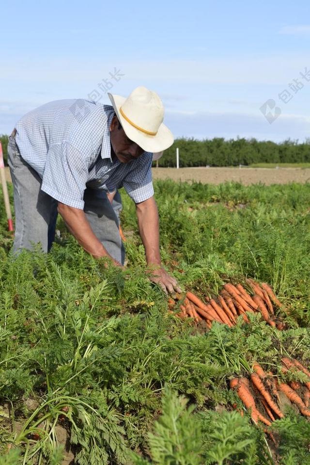 胡萝卜 种植者 胡萝卜的种植者 农民 蔬菜 收获 成长 农业