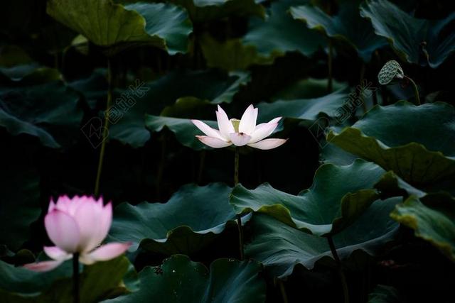 荷花 夏天 广州