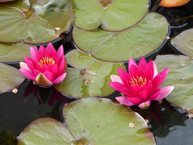 睡莲 厂 水生植物 池塘 荷花池