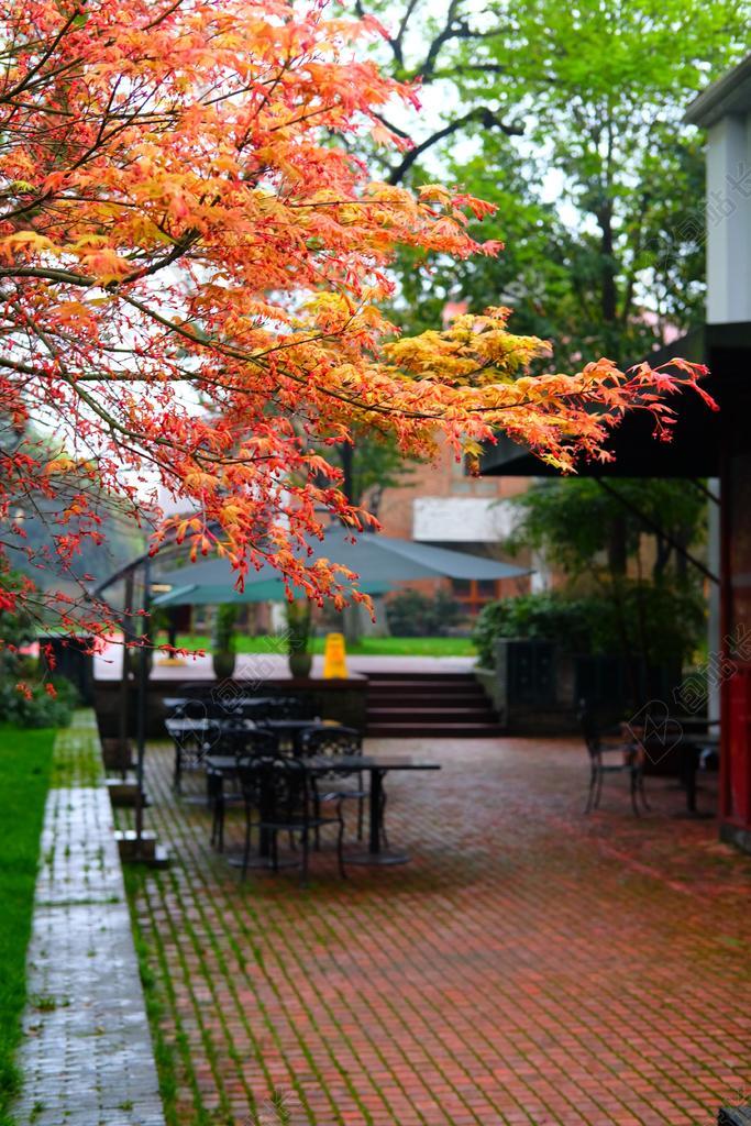 摄影清新红叶背景图片