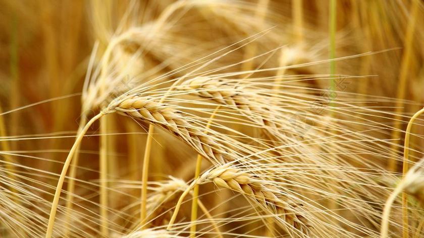 谷物 大麦 字段 大麦场 性质 农业 夏季 麦田 粮食