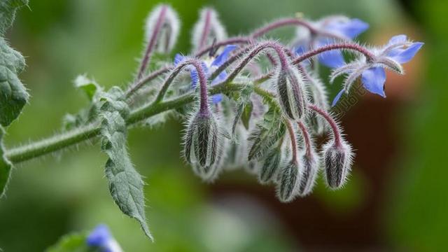 琉璃苣 苣 植物 花 食用 玻璃苣 叶子 草本植物 自然