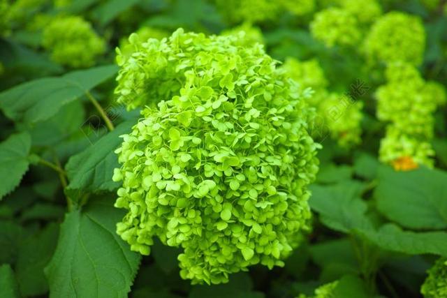 绣球花 芽 关闭 日本 自然 在初夏 鲜花