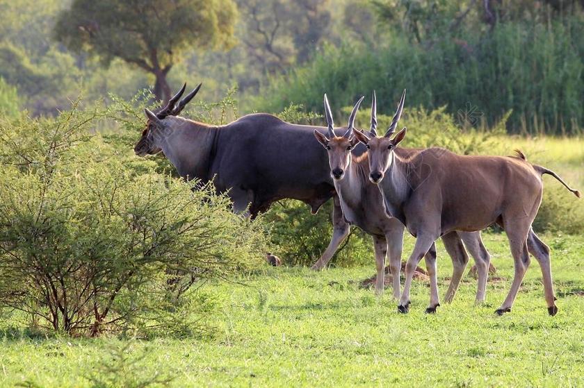 农场自然大羚羊背景图片