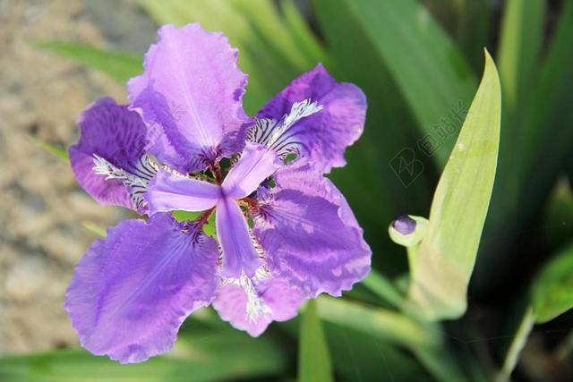 紫鸢尾 鸢尾花 紫色鸢尾花
