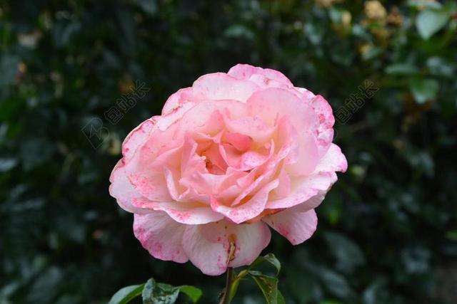 粉色 灌木 浅粉色 花瓣 性质 花 藤本月季