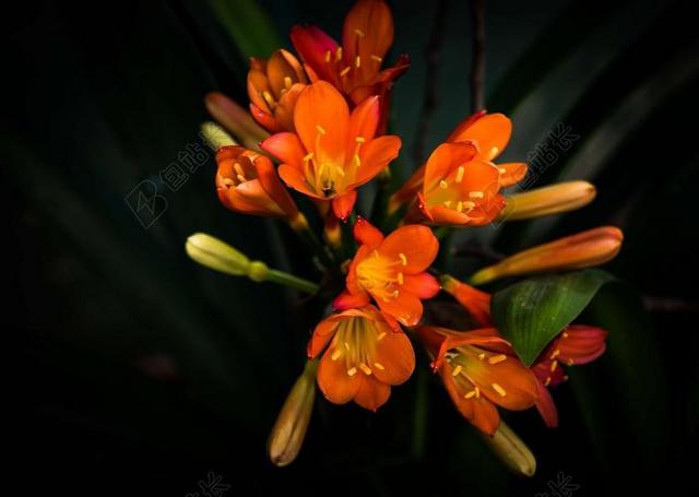 花 灌木 君子兰 自然 花园 植物 花的 绿色 橙色 季节