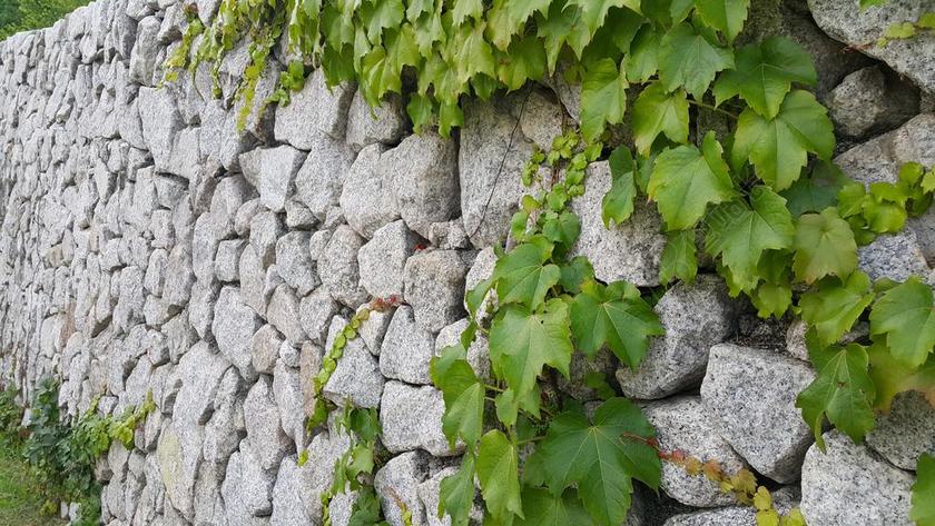 石头也会 葡萄藤 常春藤 墙 湿巾 免费图片