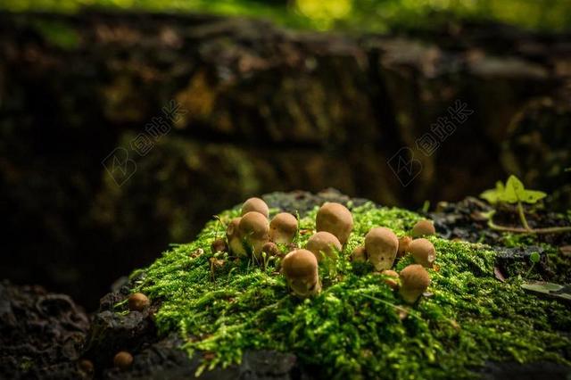 蘑菇 秋季 树桩 森林 四季 蘑菇采摘 树菌 木
