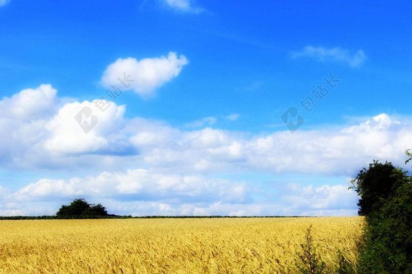 夏季 麦田 性质 字段 农业 天空 景观 谷物 穗 蓝色