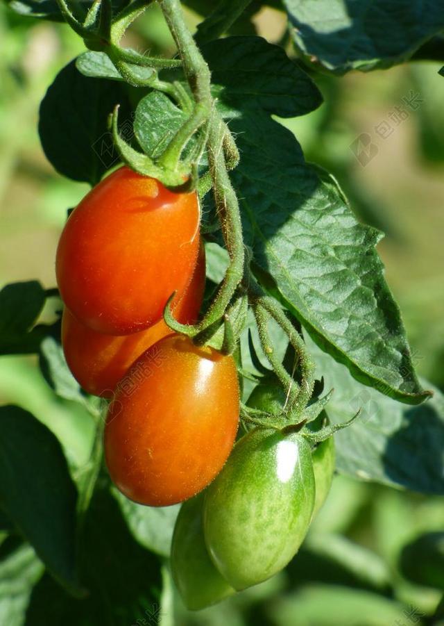 西红柿 花园 生物 食品 风味 番茄红 性质 收获