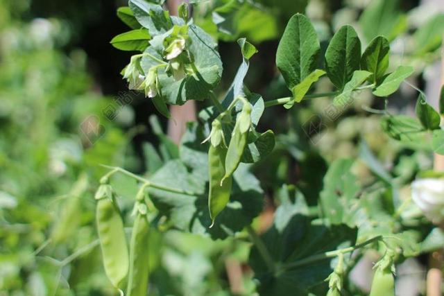 嫩豌豆 豌豆 植物 食品 绿色 新鲜 豆 有机 健康 自然