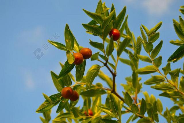 JíNJOLES 秋天的果实 果树 甜美的果实 水果 秋 绿叶