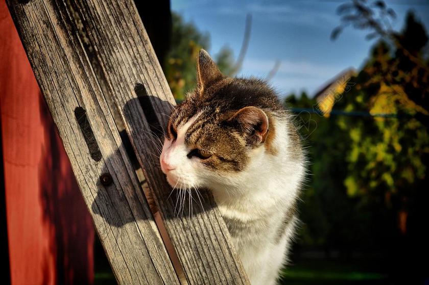 猫 宠物 小猫 家猫 好奇 我的最爱 鱼骨 小胡子 可爱