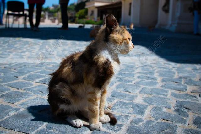 猫 街猫 白色猫咪 基蒂 小猫 甜 动物 宠物 家养 蓬松
