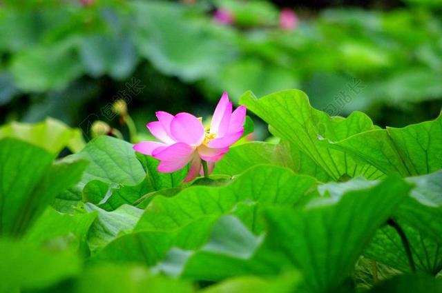 莲花 日本 水 池塘 自然 涅 睡莲 在初夏 水生植物