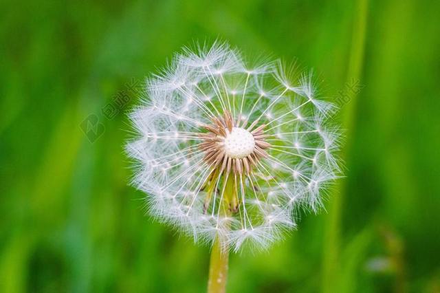 摄影唯美蒲公英种子特写背景图片