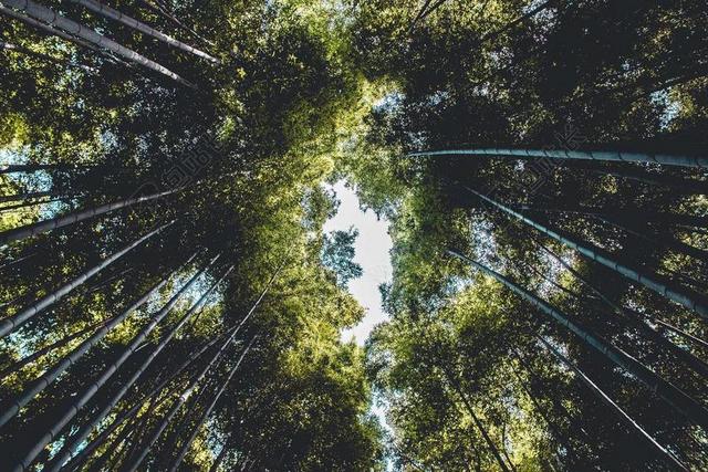 天空 竹 树 植物 自然
