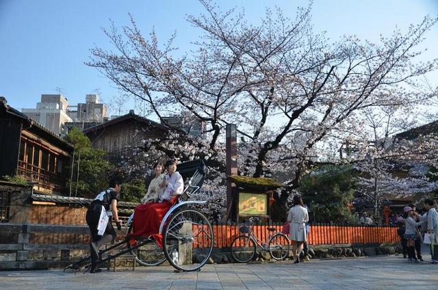 日本 京都议定书 樱花 春天