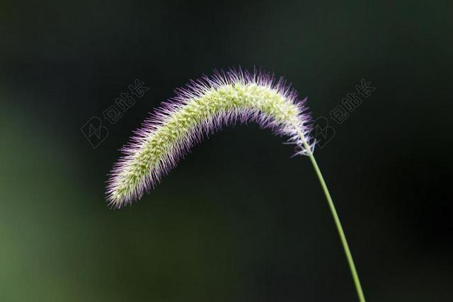 谷子 大自然 池 森林 绿色 植物 抽象 国情咨文 打破
