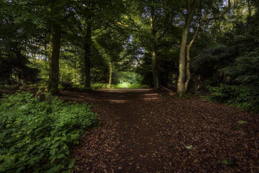 景观 森林 树 自然 风景 森林景观 神秘