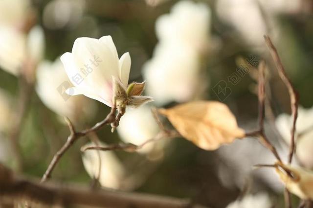 玉兰花 白色 花