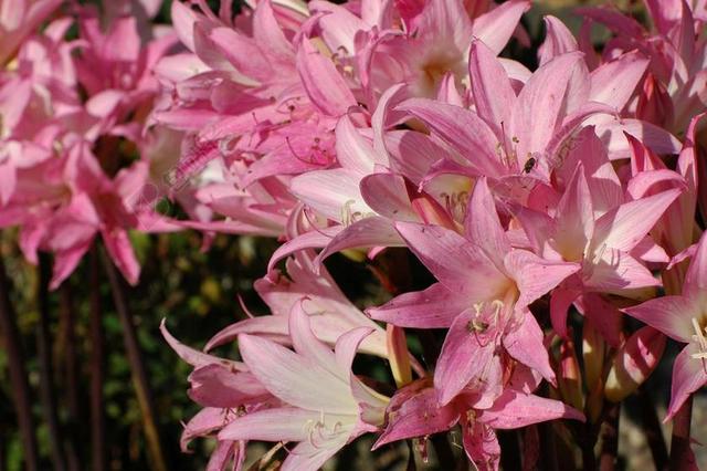 自然百合花盛开背景图片