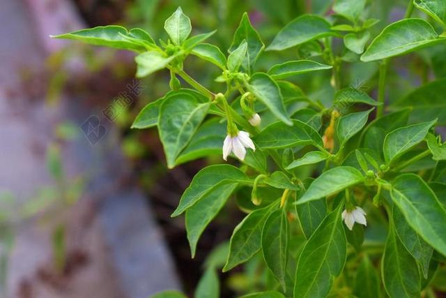 红辣椒 白色的花 辣椒 辣椒花