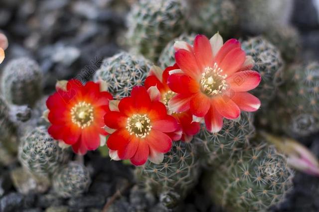 仙人掌 花 REBUTIA 工厂 红色的花 性质 植物 开花