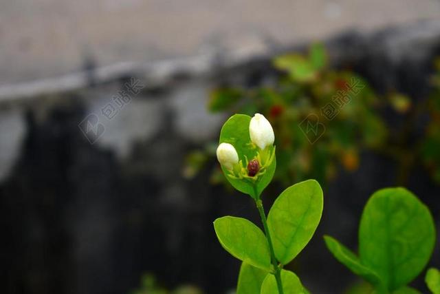 阿拉伯茉莉花的味蕾 MOTIA 桑帕吉塔 香 藤  植物