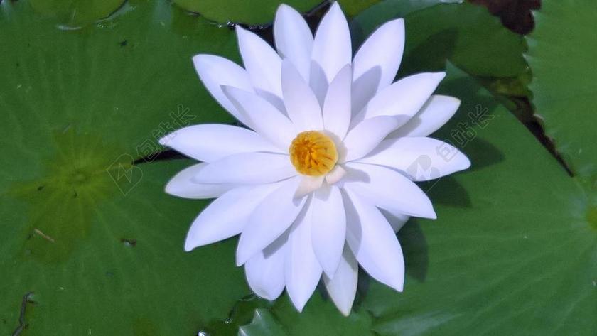 睡莲 白 水生植物 开花 白花 花 白睡莲