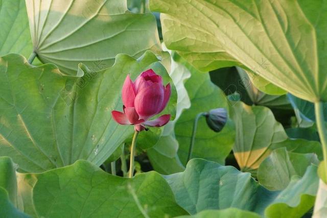 花 荷花 蓮花 夏季