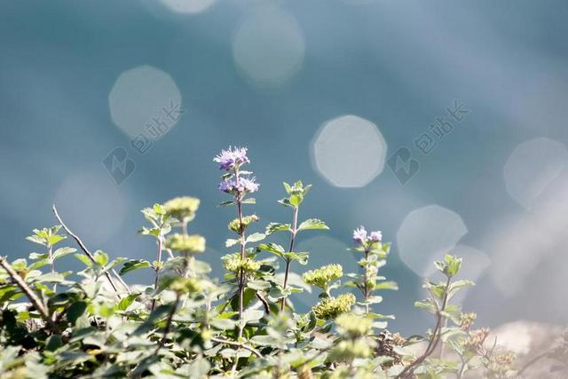 濱海植物 紫色 散景 圓形 花草 翠綠 自然